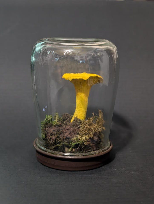 Single Chanterelle Mushroom Terrarium